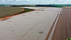 6 Month Field Life Super Cotton Wrap