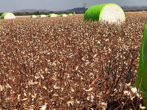 RFID Tracking for Cotton Bales