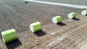 Cotton Roll Supplier